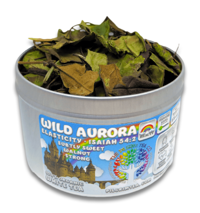 Wild Aurora FEATURED